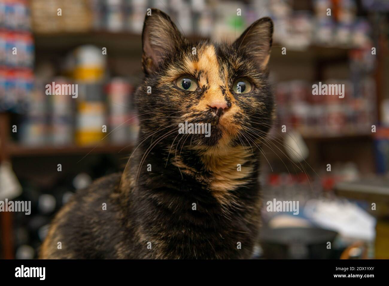 Gros plan d'un chat noir orange coupé à une caméra Banque D'Images