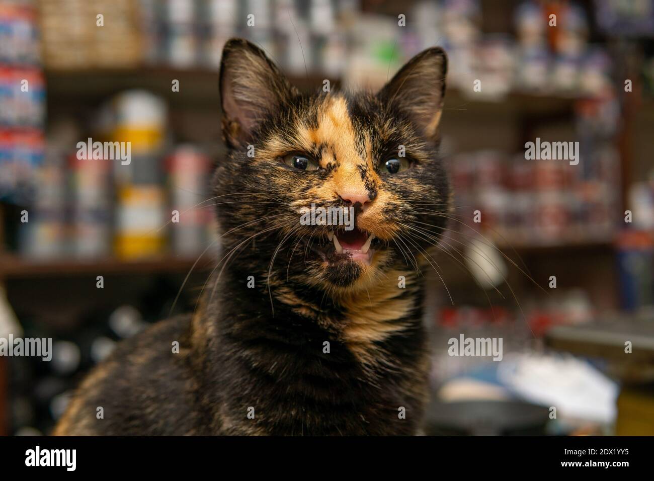 Gros plan d'un chat noir orange coupé avec bouche ouverte Banque D'Images