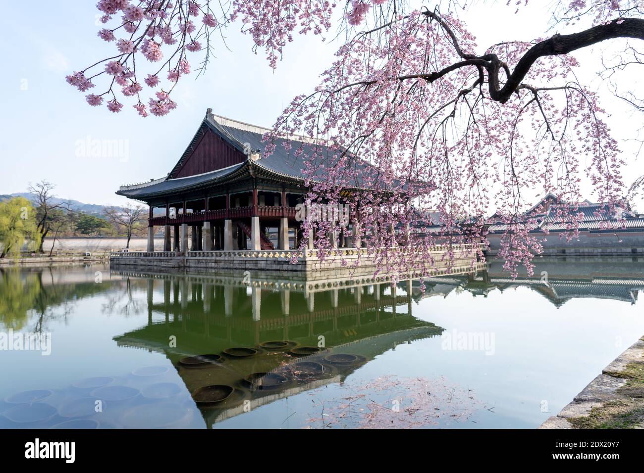 Bâtiment avec cerisier dans le palais de Gyeongbokgung à Séoul, Corée du Sud, le 11 avril 2019 Banque D'Images