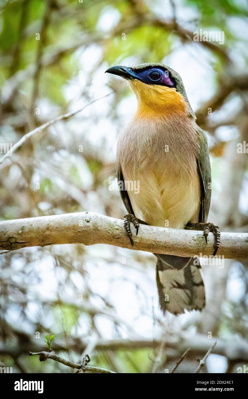 Couca courant dans une forêt épineuse de Madagascar Banque D'Images