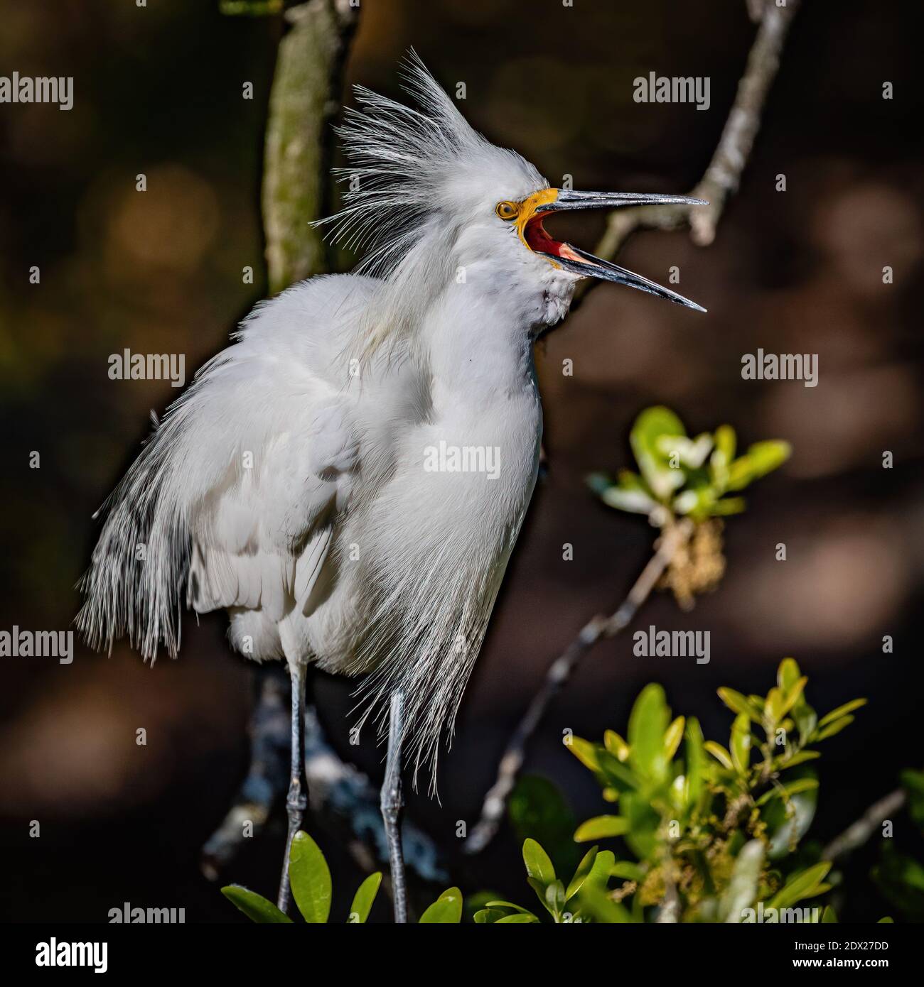 L'aigrette neigeux ayant son mot à dire Banque D'Images