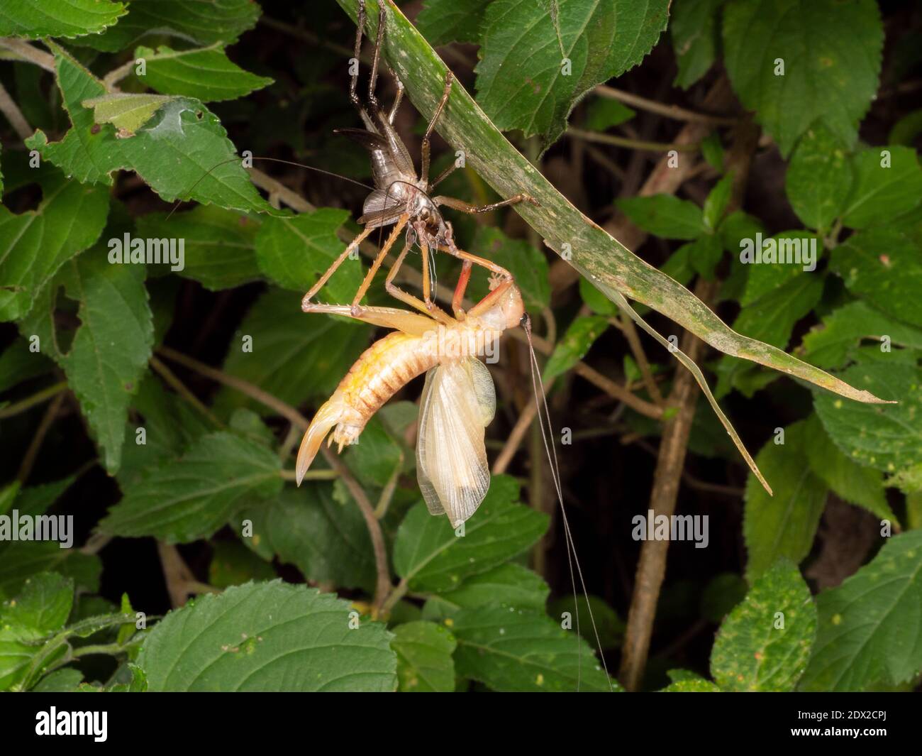 Un katydid adulte (Tettigonidae) émergent de sa peau juvénile. Dans la forêt montagnarde sur les pentes occidentales des Andes près de Banos, Equateur. Banque D'Images