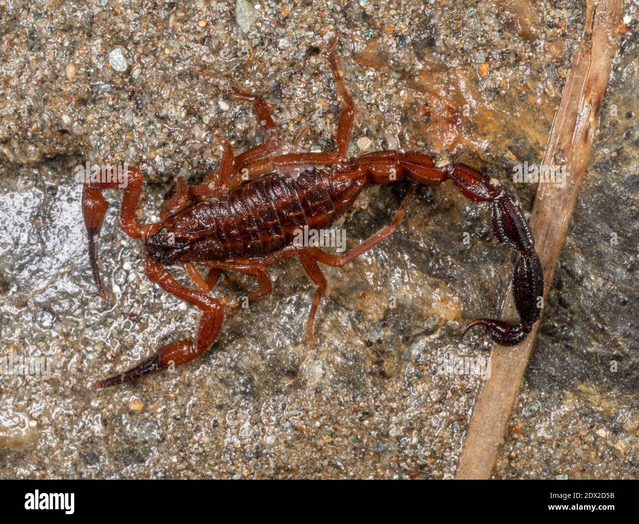 Scorpion (Tityus sp.) dans la forêt montagnarde sur les pentes occidentales des Andes près de Banos, en Équateur. Banque D'Images