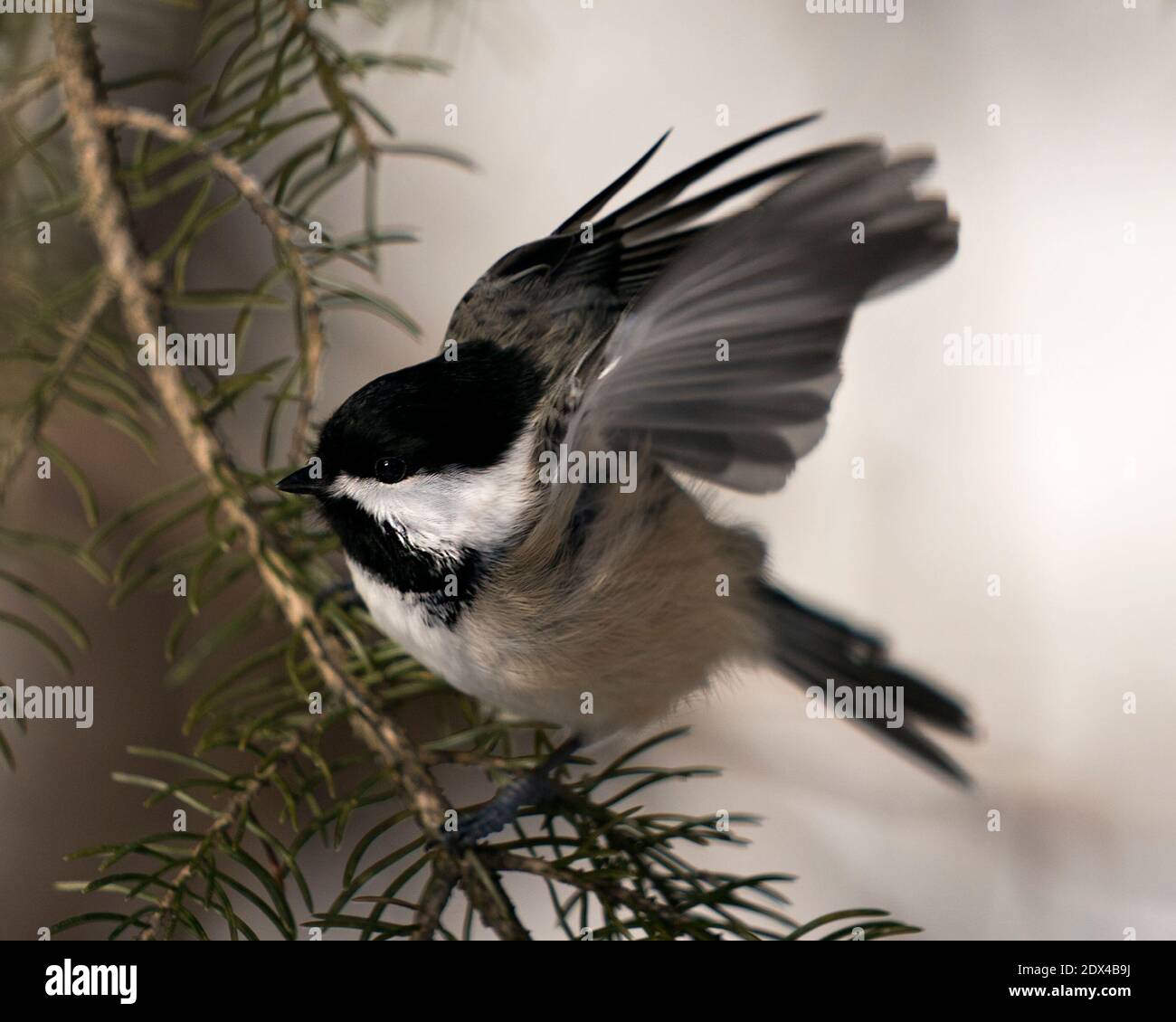 Vue en gros plan de Chickadee sur une branche de sapin avec des ailes étalées avec un arrière-plan flou dans son environnement et son habitat, avec des plumes grises Banque D'Images