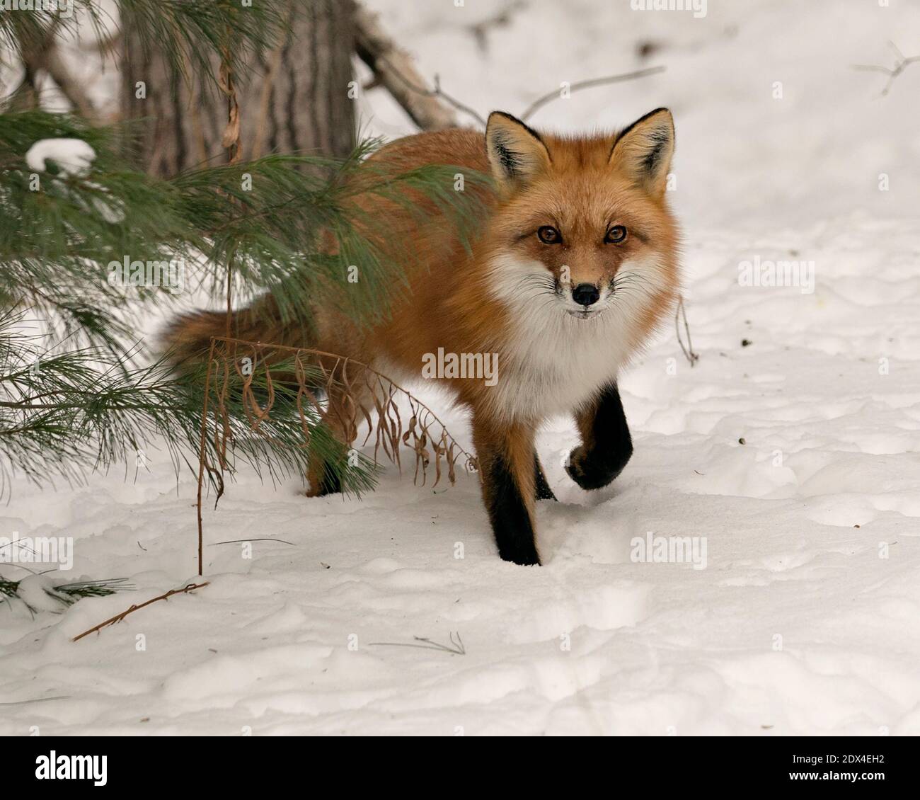 Vue en gros plan du renard roux en hiver dans son environnement avec neige et arrière-plan d'arbre affichant une queue de renard broussaillée, fourrure. Fox image. Banque D'Images