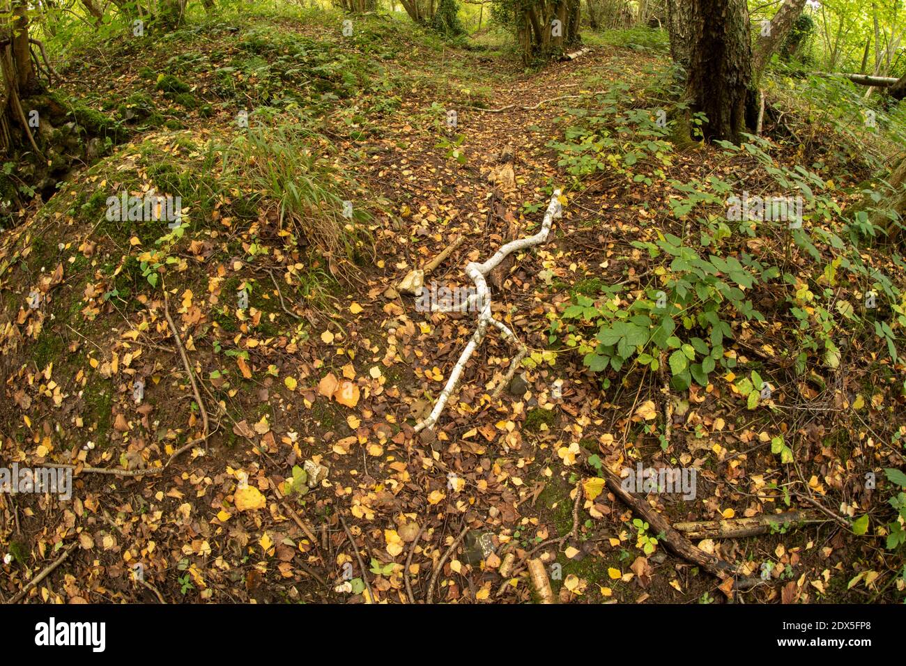 Paysage au sol boisé d'automne avec des feuilles mortes comme arrière-plan aux arbres escarpé, des motifs naturels et des couleurs dans le monde naturel Banque D'Images