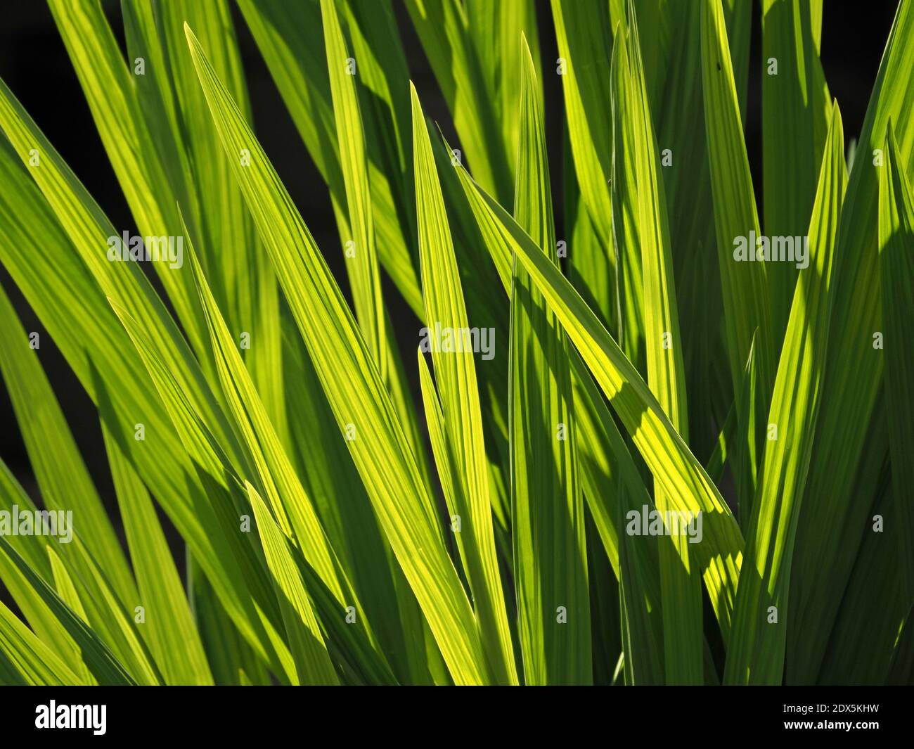 Soleil éclatant à travers des feuilles d'iris jaune drapeau (Iris pseudocorus) ressemblant à une épée vert lime, montrant des veines proéminentes à Cumbria, Angleterre, Royaume-Uni Banque D'Images