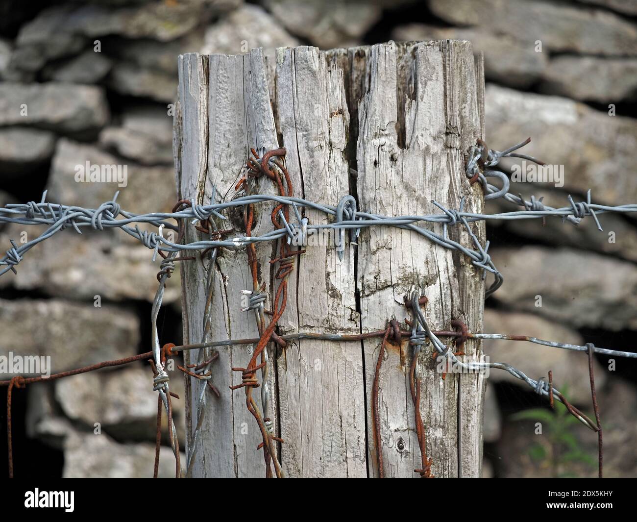 Fencepost de bois d'argent patiné avec un enchevêtrement de vieux fil barbelé rouillé et de pièces de rechange galvanisées fraîches agrafées dans le bois Cumbria, Angleterre, Royaume-Uni Banque D'Images
