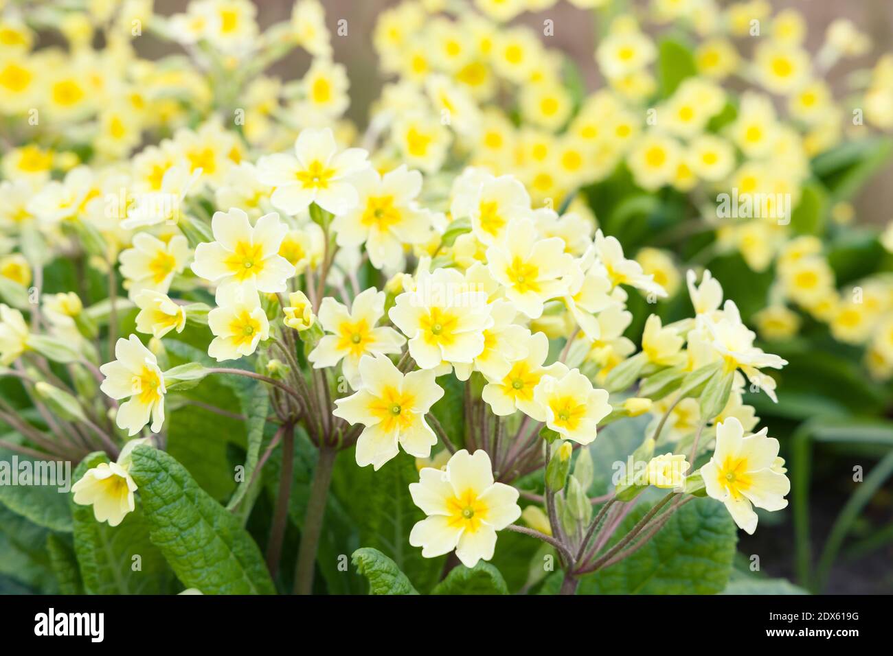 Primroses, primula vulgaris, fleurs de printemps jaunes dans un jardin, Royaume-Uni Banque D'Images