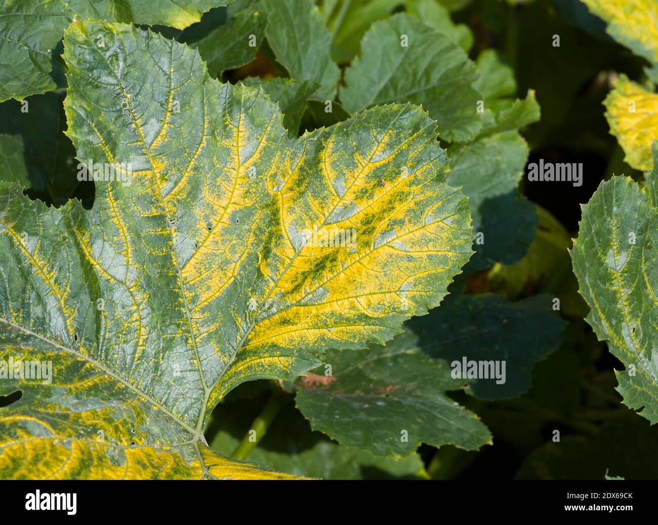 Virus de la mosaïque (virus de la mosaïque du courgette jaune ou virus de la mosaïque du concombre) Culture sur une plante de courgette (zucchini) dans un jardin britannique Banque D'Images