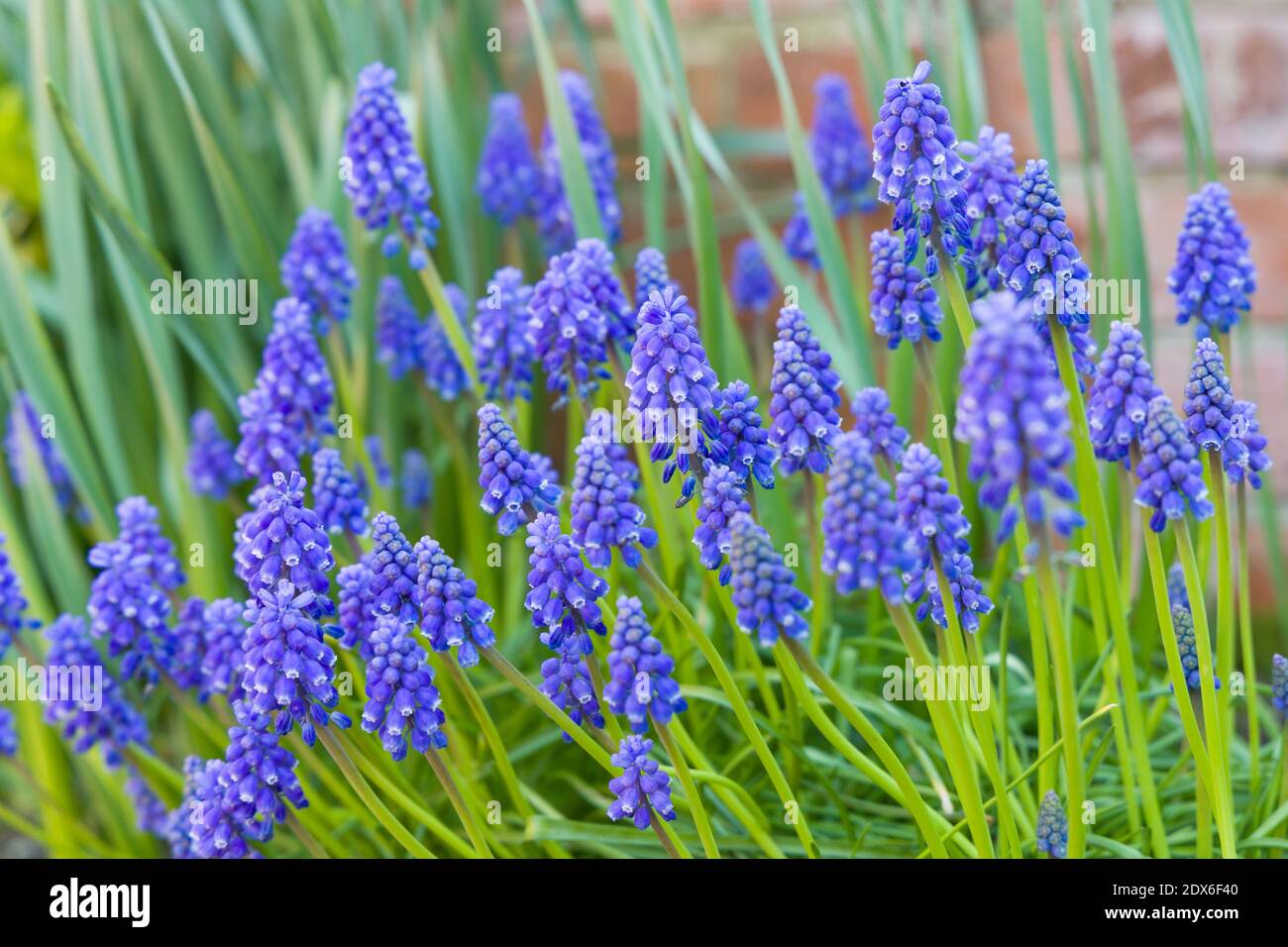 Muscari armeniacum gros plan, hyacinths de raisin bleu arménien fermé, fleurs printanières en fleur, Royaume-Uni Banque D'Images