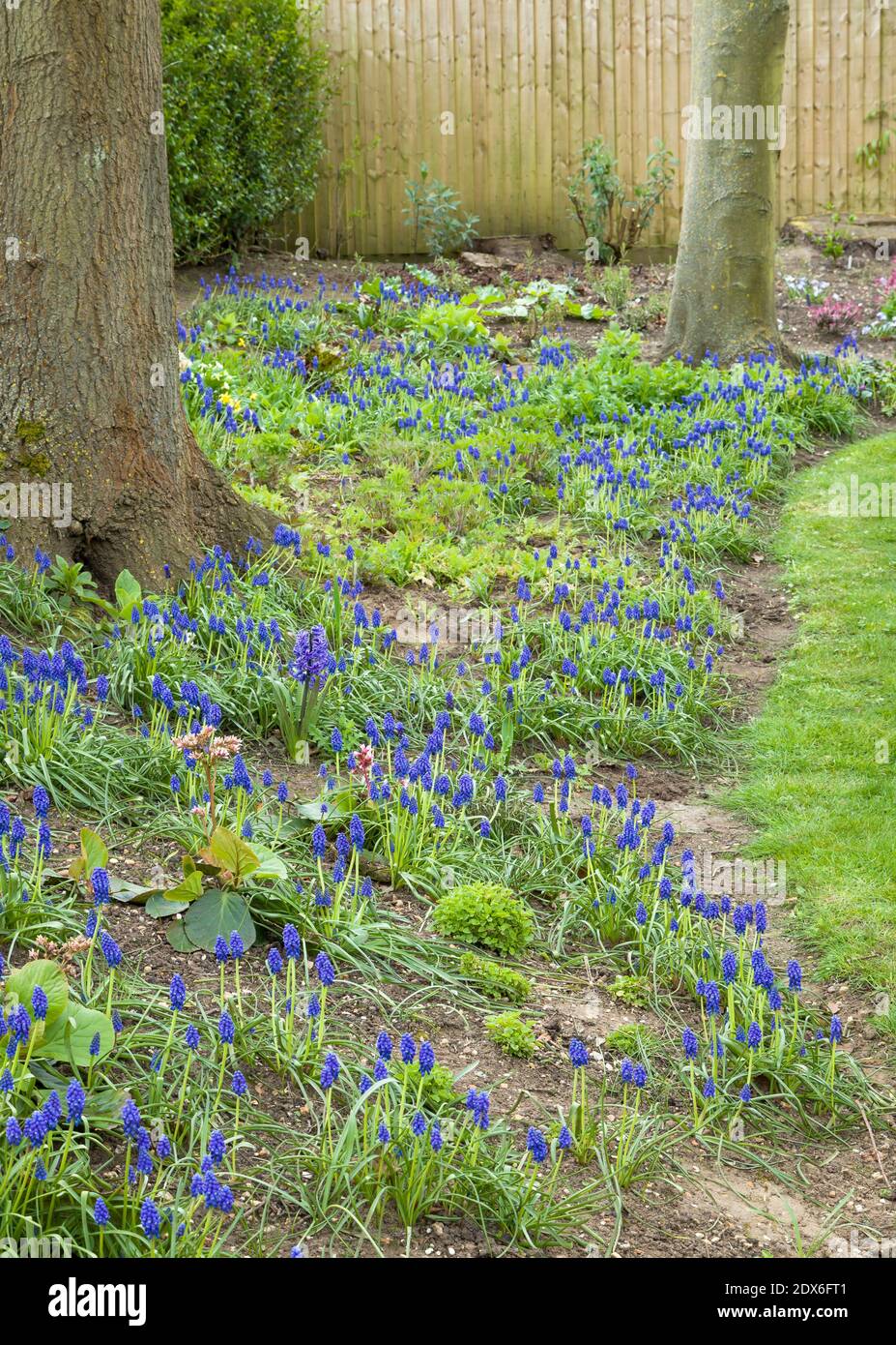 Bleu fleuri muscari armeniacum, jacinthes arméniennes de raisin en fleur dans un jardin boisé, Royaume-Uni Banque D'Images