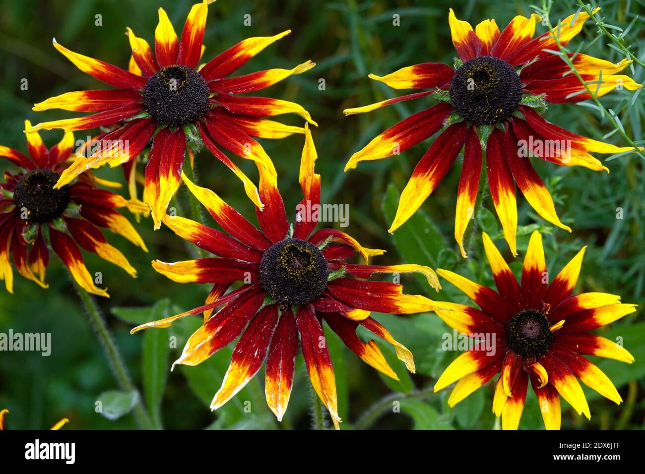Belle fleur de Susan à yeux noirs Rudbeckias juillet plantes de jardin Banque D'Images