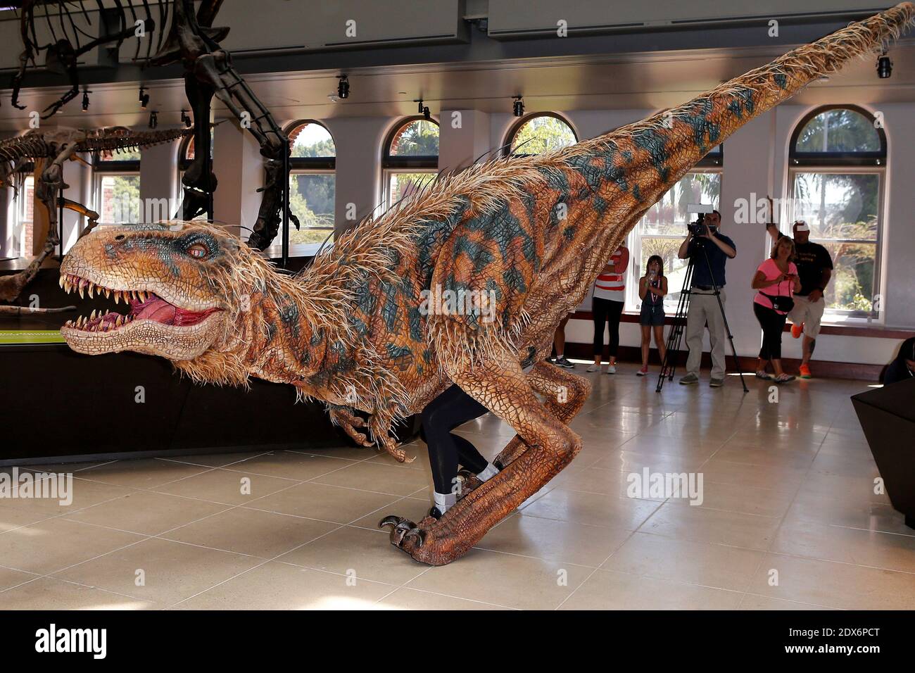 Hunter, le musée d'histoire naturelle du comté de Los Angeles (NHM), un jeune dinosaure, rencontre Baby T of Walking with Dinosaurs - The Arena Spectacular, au musée d'histoire naturelle du comté de Los Angeles, à Los Angeles, CA, États-Unis, le 27 août 2014. Photo de Julian Da Costa/ABACAPRESS.COM Banque D'Images