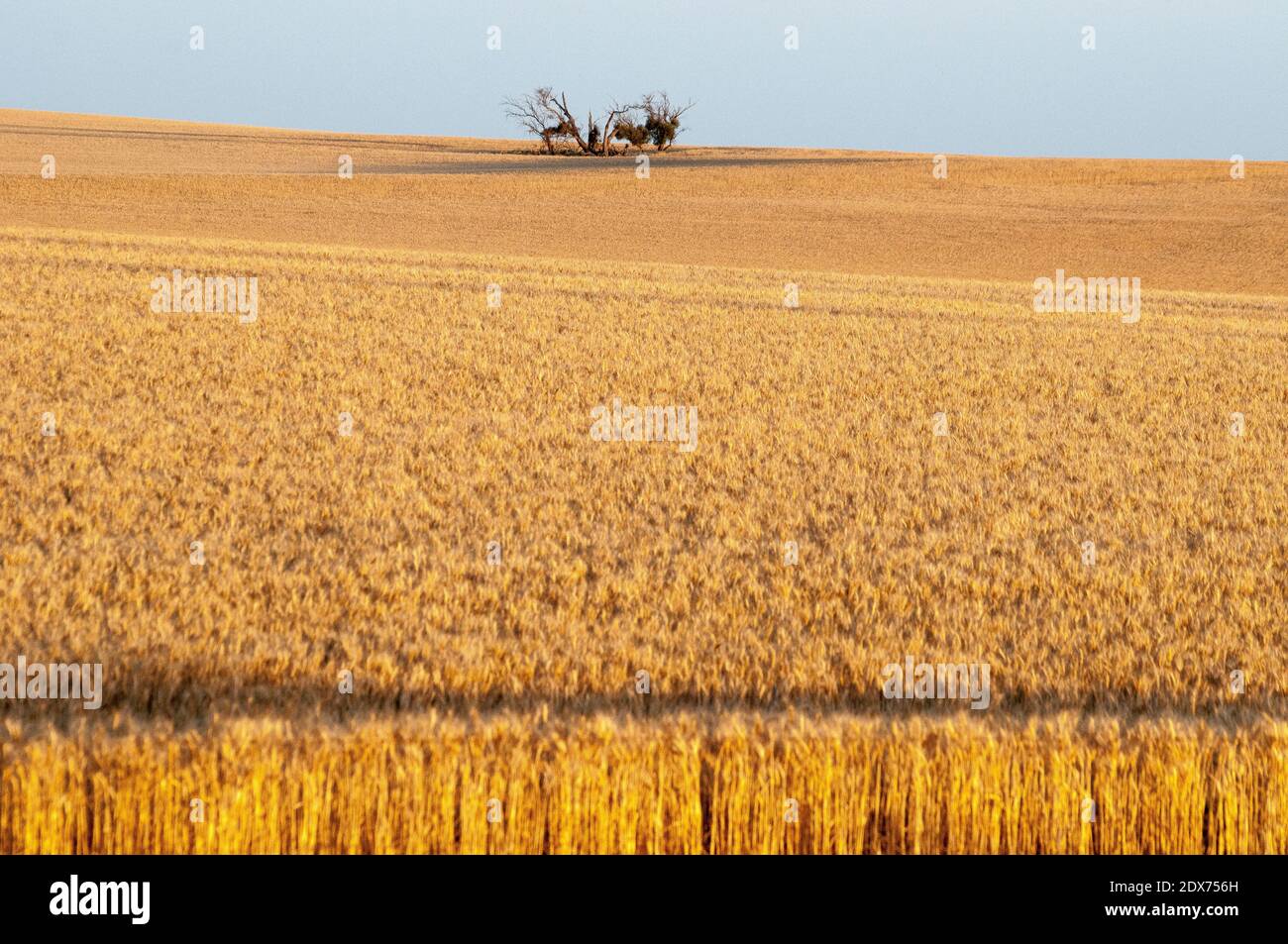 Une récolte exceptionnelle de blé de 2020 près du lac Tyrrell, dans la région de Mallee, à Victoria, en Australie, a suivi des années de sécheresse sévère Banque D'Images