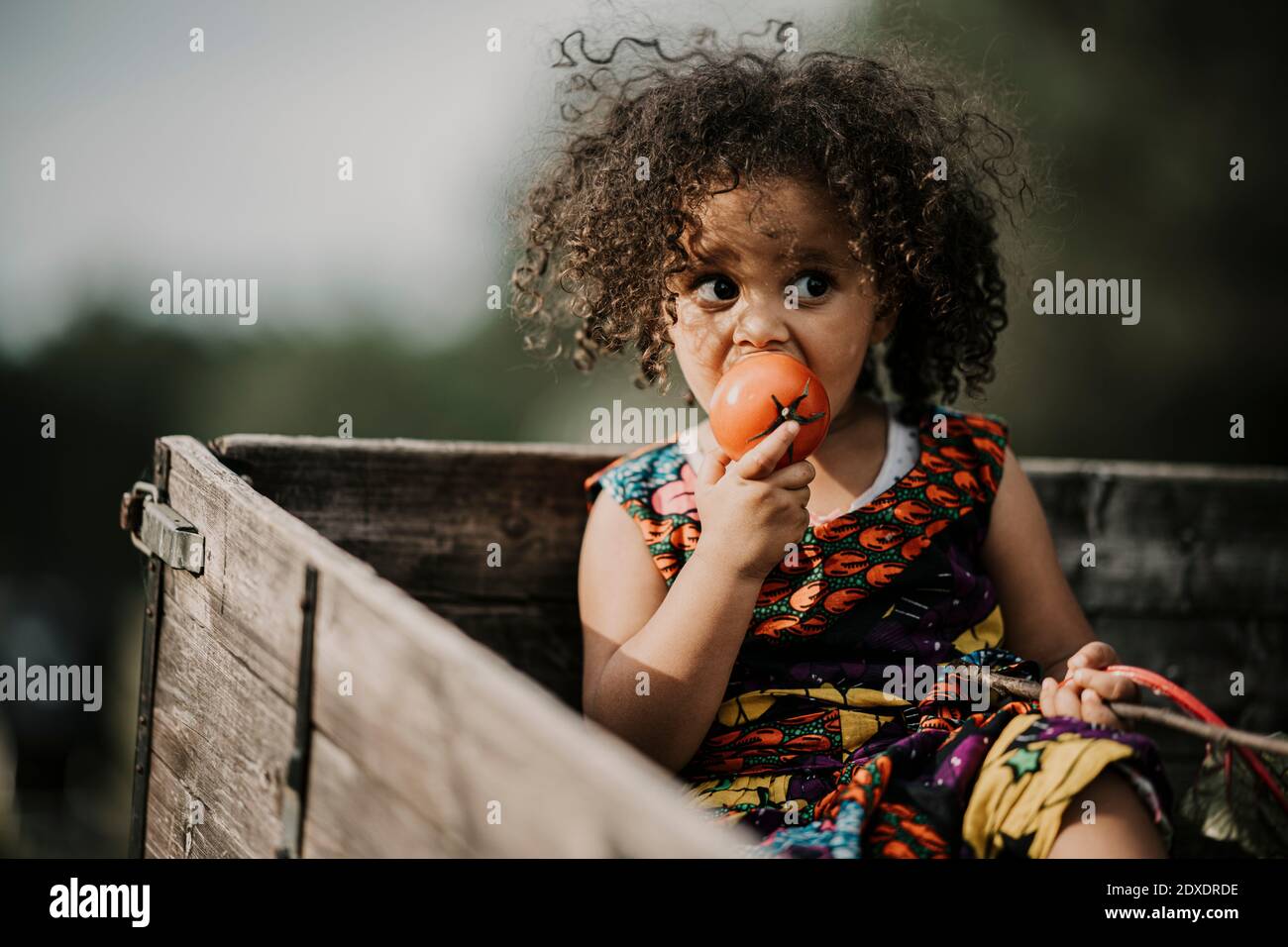 Cheveux Boucles Bebe Fille Mangeant De La Tomate Tout En Etant Assis Dans Un Camion Photo Stock Alamy Cheveux Boucles Bebe Fille Mangeant De La Tomate Tout En Etant Assis Dans Un Camion Photo Stock Alamy