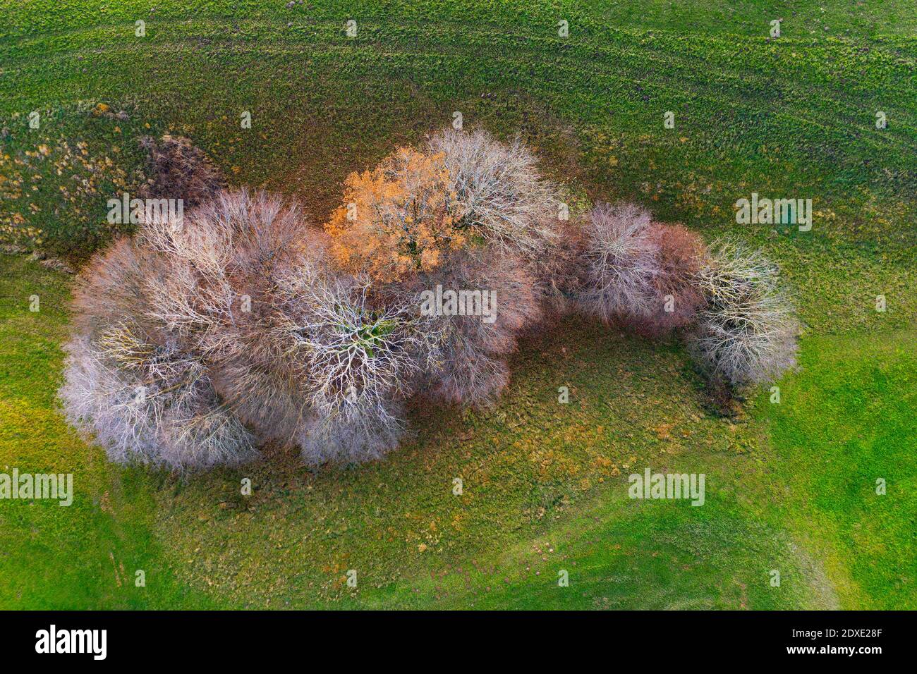 Vue de drone sur un petit groupe d'arbres d'automne Banque D'Images