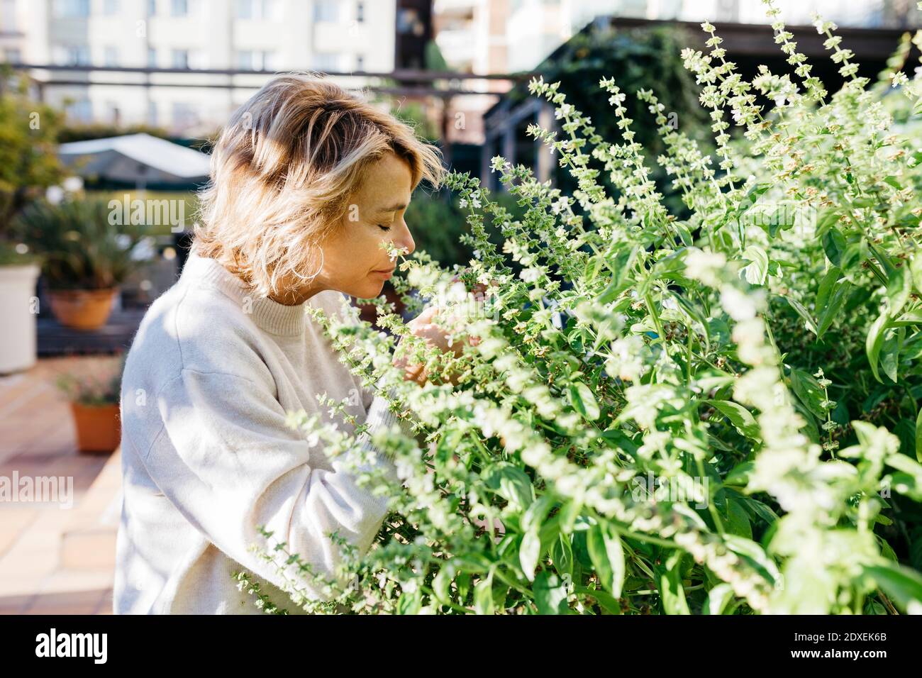 Femme blonde sentant une fleur sur la terrasse du bâtiment Banque D'Images