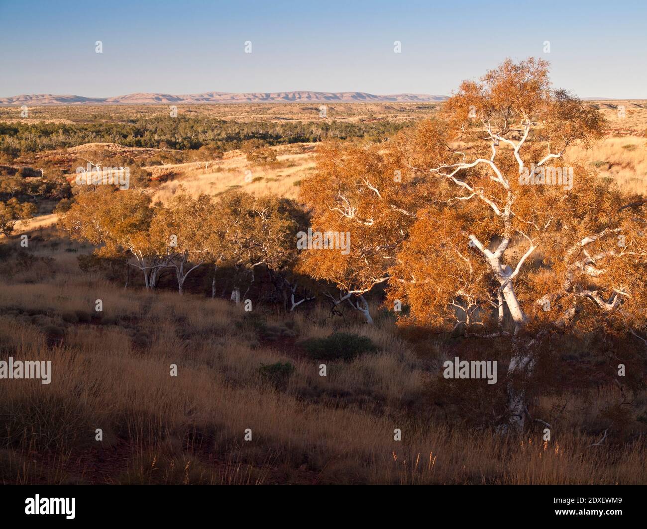 Gommes à la neige (Eucalyptus leucophloia), parc national Millstream Chichester, région de Pilbara, Australie occidentale Banque D'Images