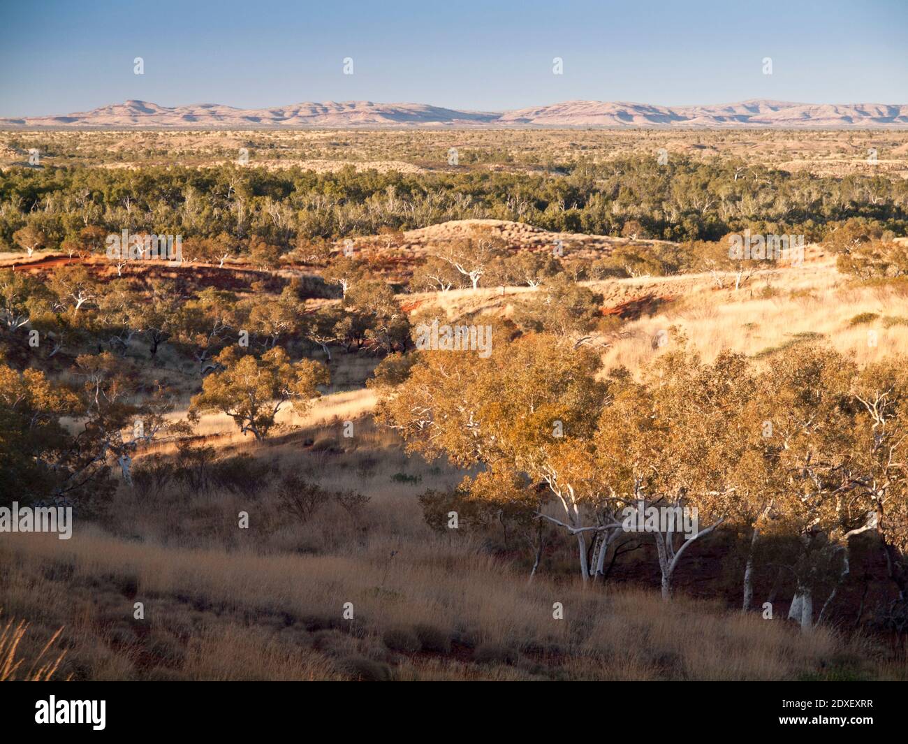 Gommes à la neige (Eucalyptus leucophloia), parc national Millstream Chichester, région de Pilbara, Australie occidentale Banque D'Images