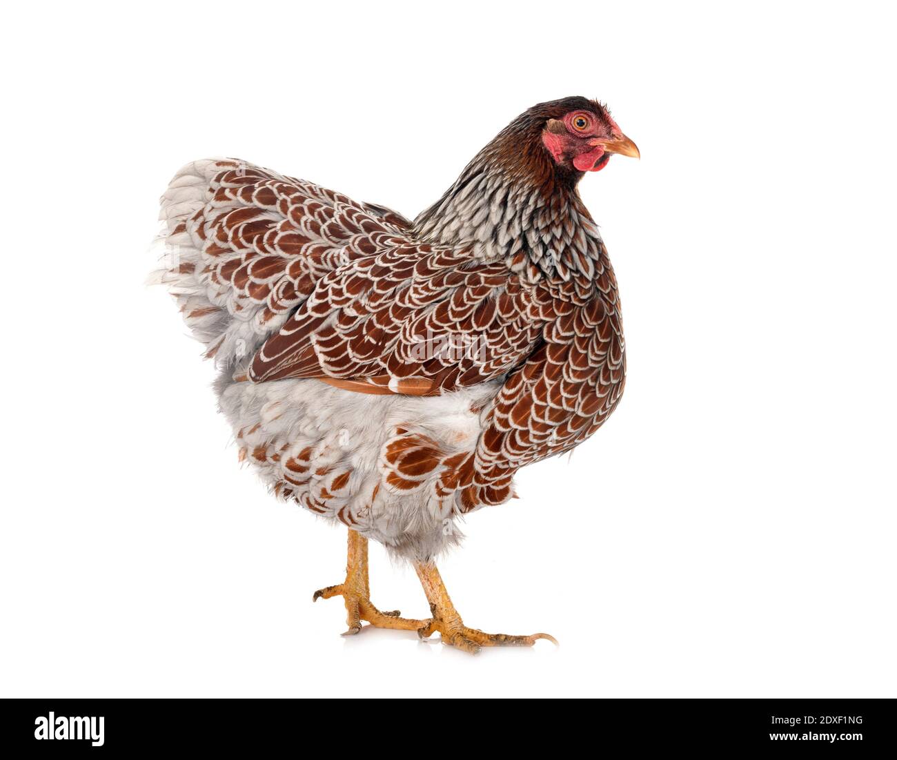 Poulet Wyandotte in front of white background Banque D'Images