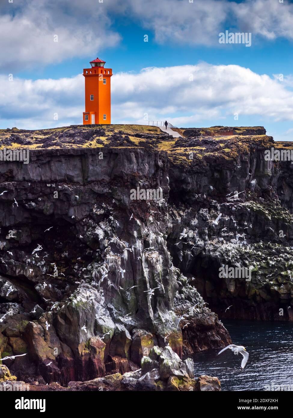 Mouettes volant devant une falaise côtière escarpée avec le phare de Svortuloft en arrière-plan, en Islande Banque D'Images