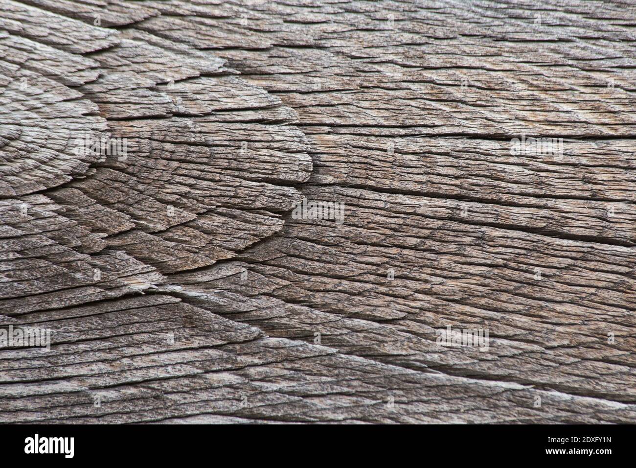 Une texture de bois craquelé. Texture de bois craqué très ancien. Pour le fond rustique et rural. Fond pour Noël, mariage, anniversaire et autre événement Banque D'Images