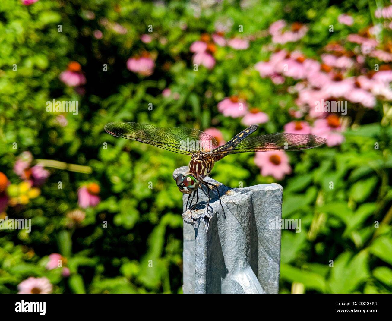 Macro gros plan de la libellule femelle Blue Dasher, Pachydipax longipennis, dans le jardin Banque D'Images