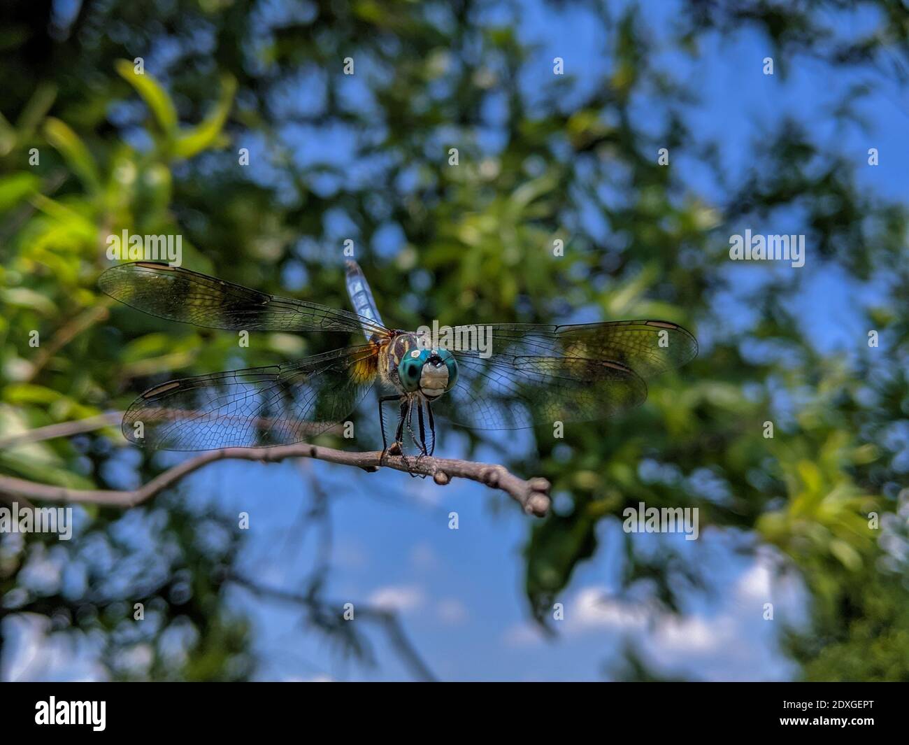 Macro-gros plan de la libellule mâle Blue Dasher, Pachydipax longipennis, sur la branche des arbres Banque D'Images