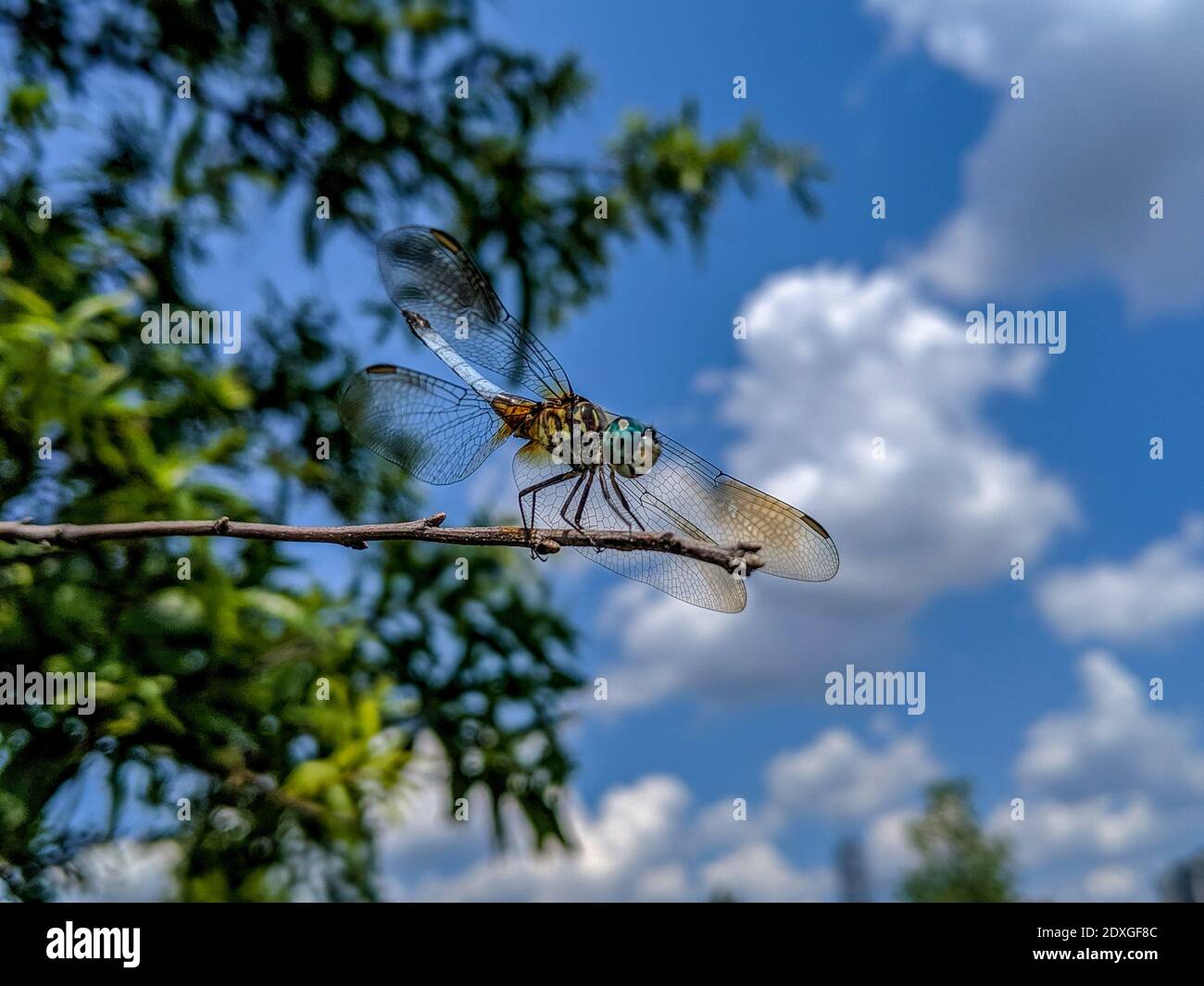 Macro-gros plan de la libellule mâle Blue Dasher, Pachydipax longipennis sur la branche des arbres Banque D'Images