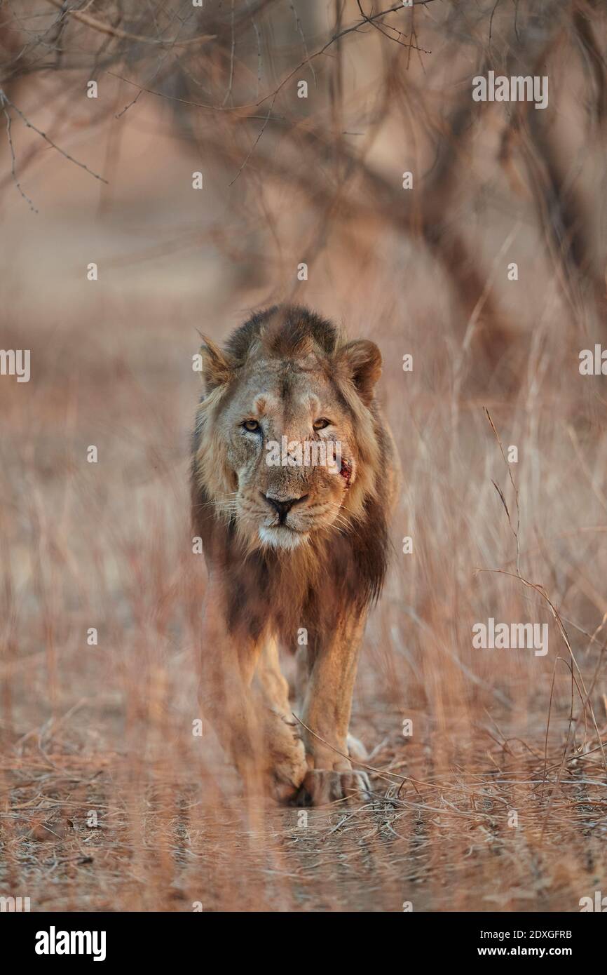 Le Lion masculin asiatique se promonne dans la lumière du matin, forêt de GIR Inde. Banque D'Images