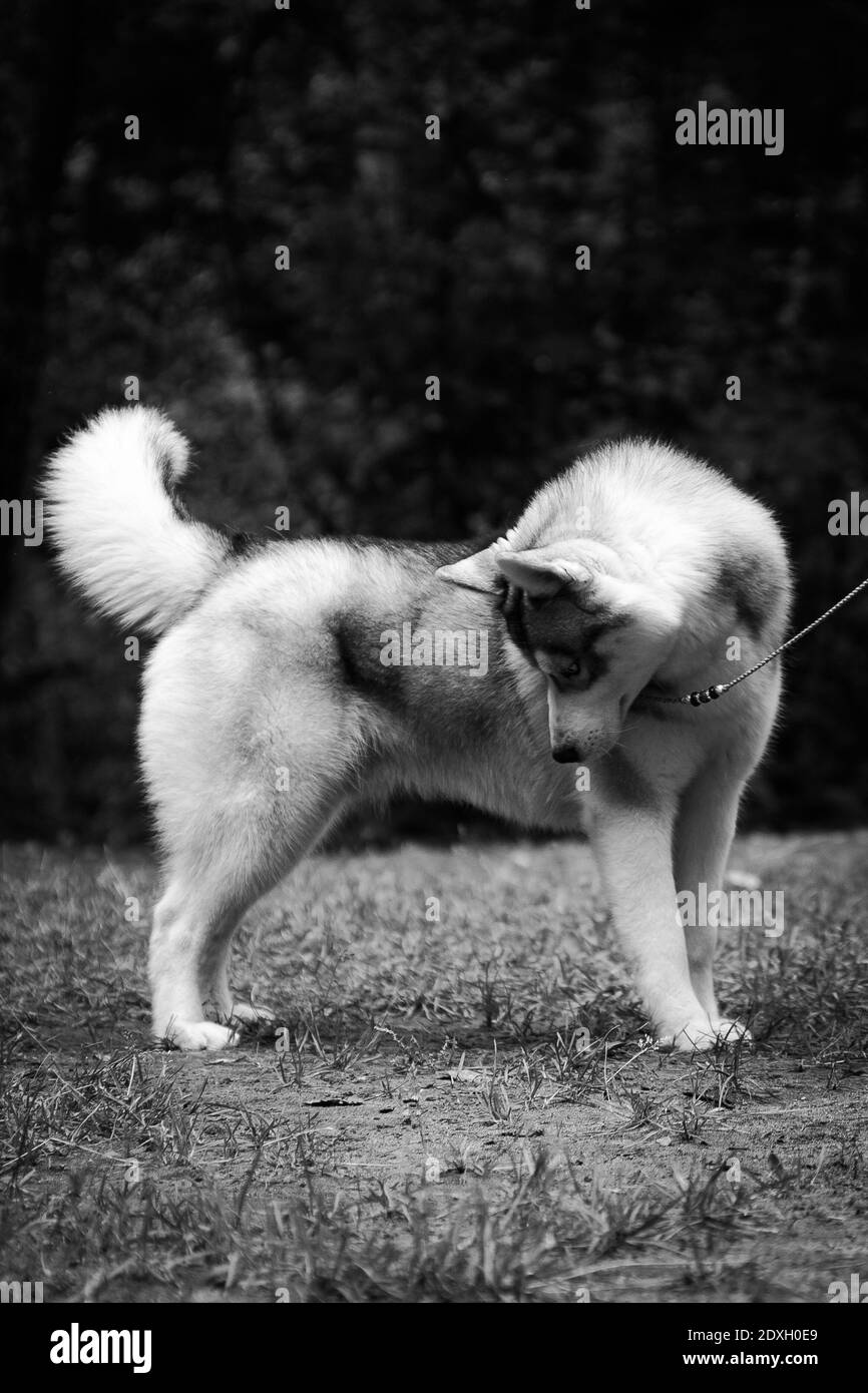 Photo en noir et blanc d'un chien qui ne veut pas remplir le commandement et qui s'est retourné. Extérieur Banque D'Images