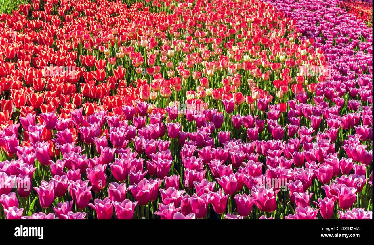Sélection des bulbes de tulipes les roses de fleur sont rouges, violettes  de différentes couleurs. Culture de tulipes pour la vente de bulbes de  tulipes de plante. Tulipe de fleur de couleur