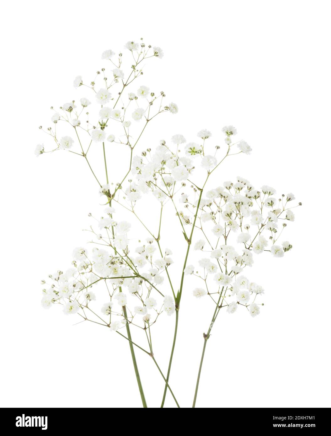 Quelques brindilles avec de petites fleurs blanches de Gypsophila (Baby's-Breath) isolées sur fond blanc. Banque D'Images