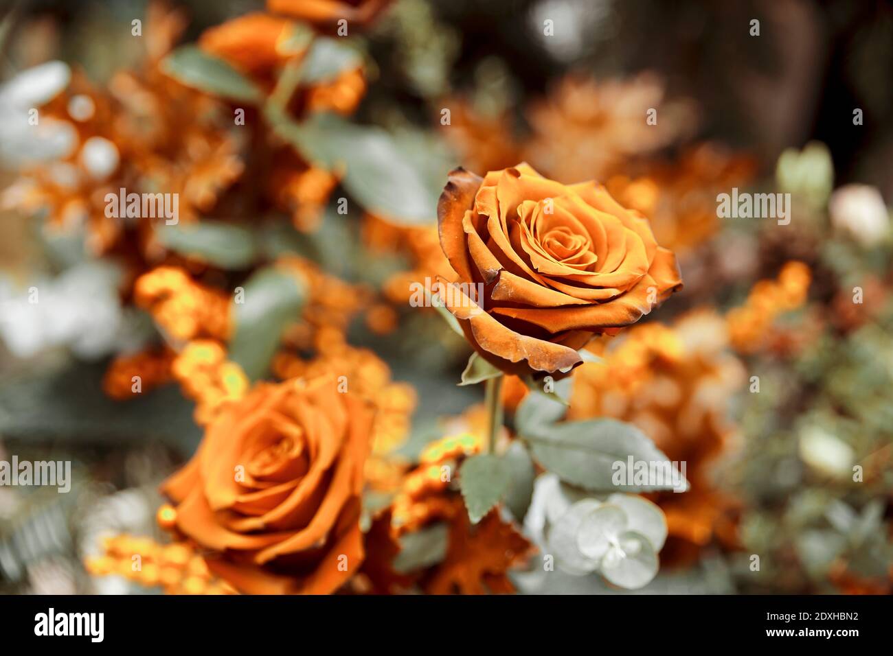 vue de dessus du bouquet de roses dorées sur les feuilles vertes Banque D'Images