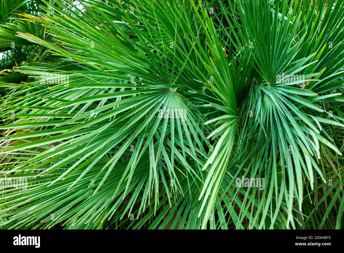 gros plan des feuilles de palmier. fond naturel Banque D'Images