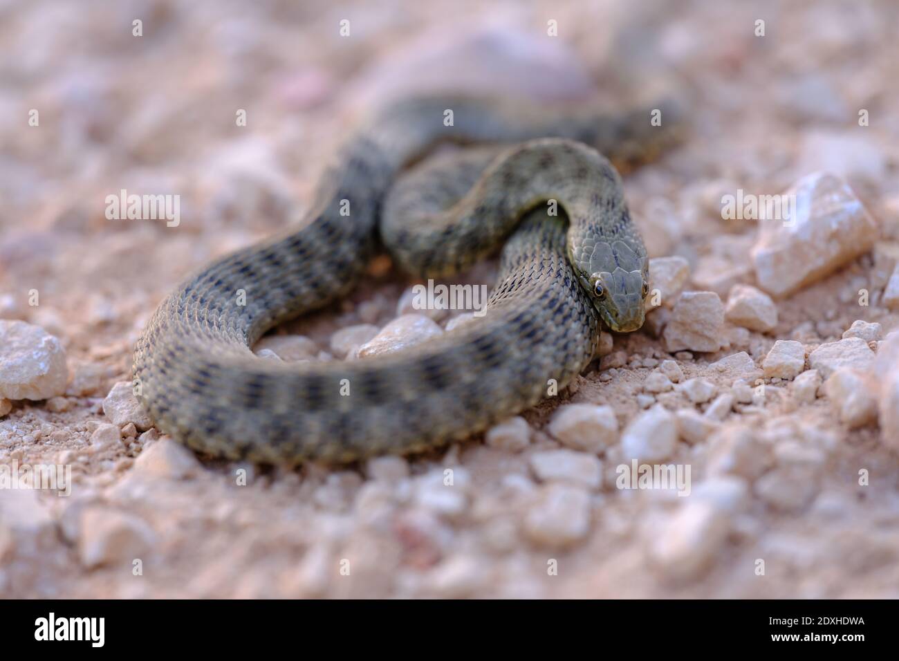 Un gros plan d'un serpent couché sur le sol. Banque D'Images