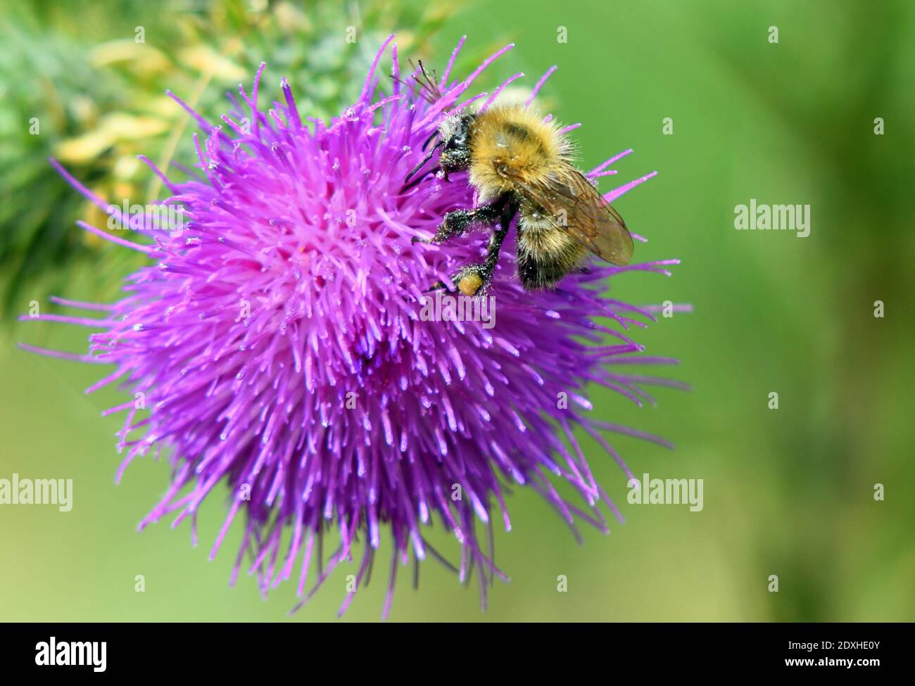 Bumblebee précoce isolé sur le chardon fleur hors de fond de foyer Banque D'Images
