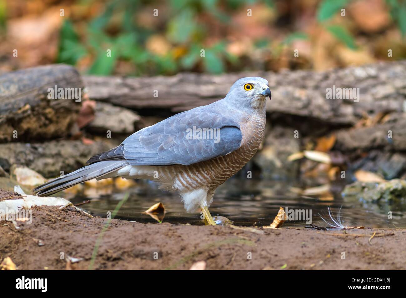 Magnifique oiseau Shikra ( Accipiter badius ) boire de l'eau sur l'étang Banque D'Images