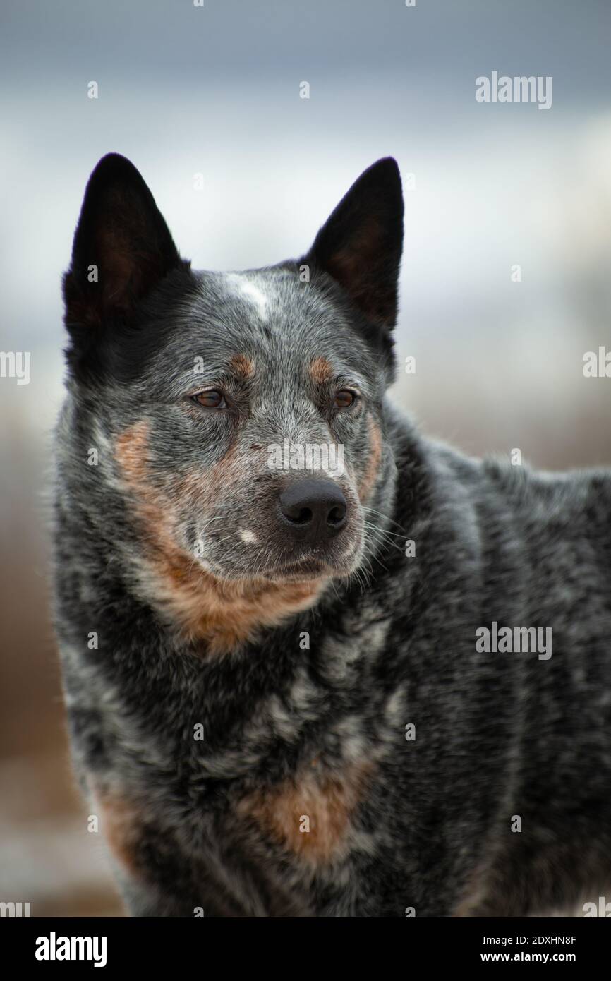 Portrait d'un gris avec rouge en gros points blancs Chien race Australian Healer sur un beige et bleu naturel arrière-plan Banque D'Images
