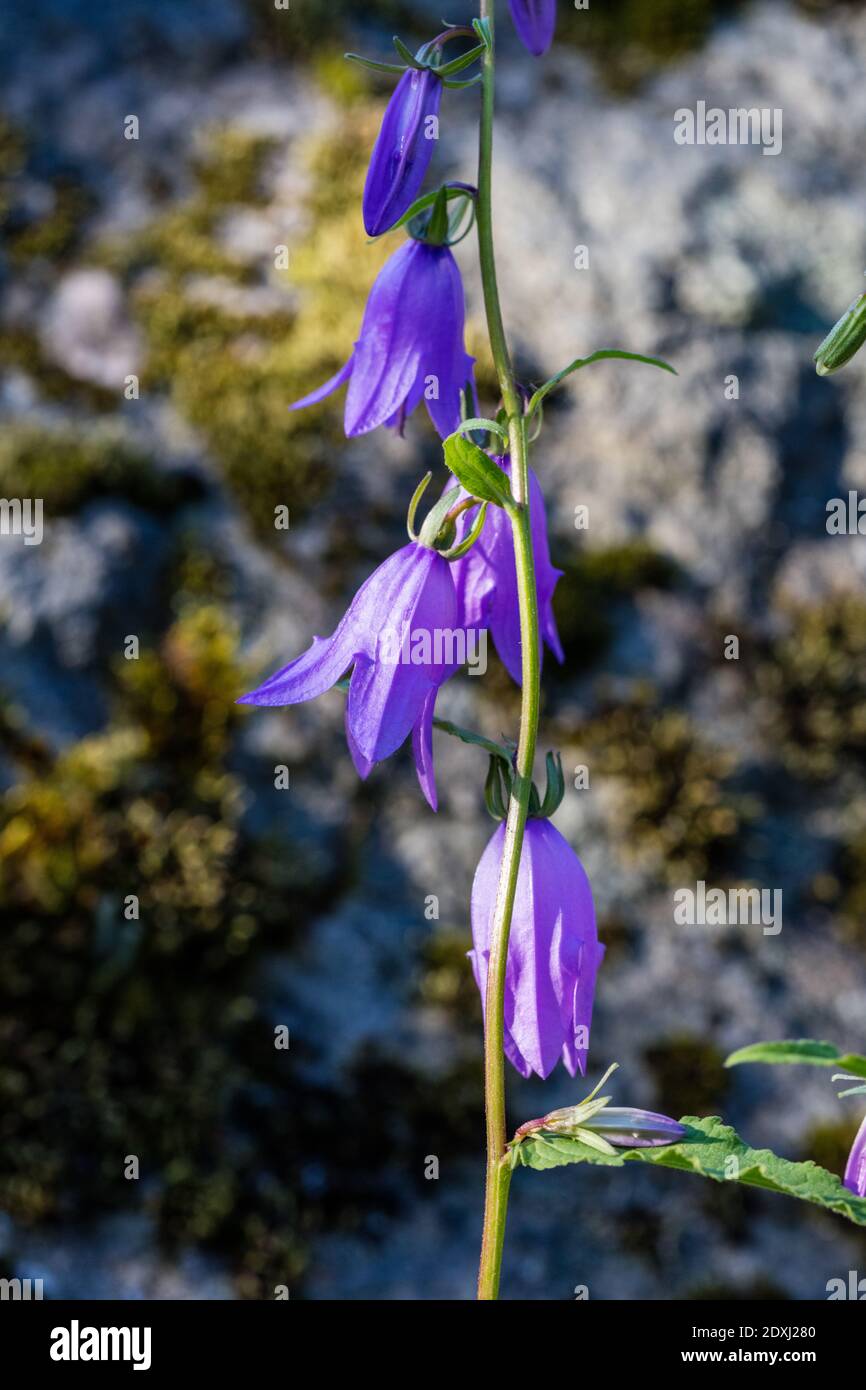 La campanule rampante, Knölklocka (Campanula rapunculoides) Banque D'Images