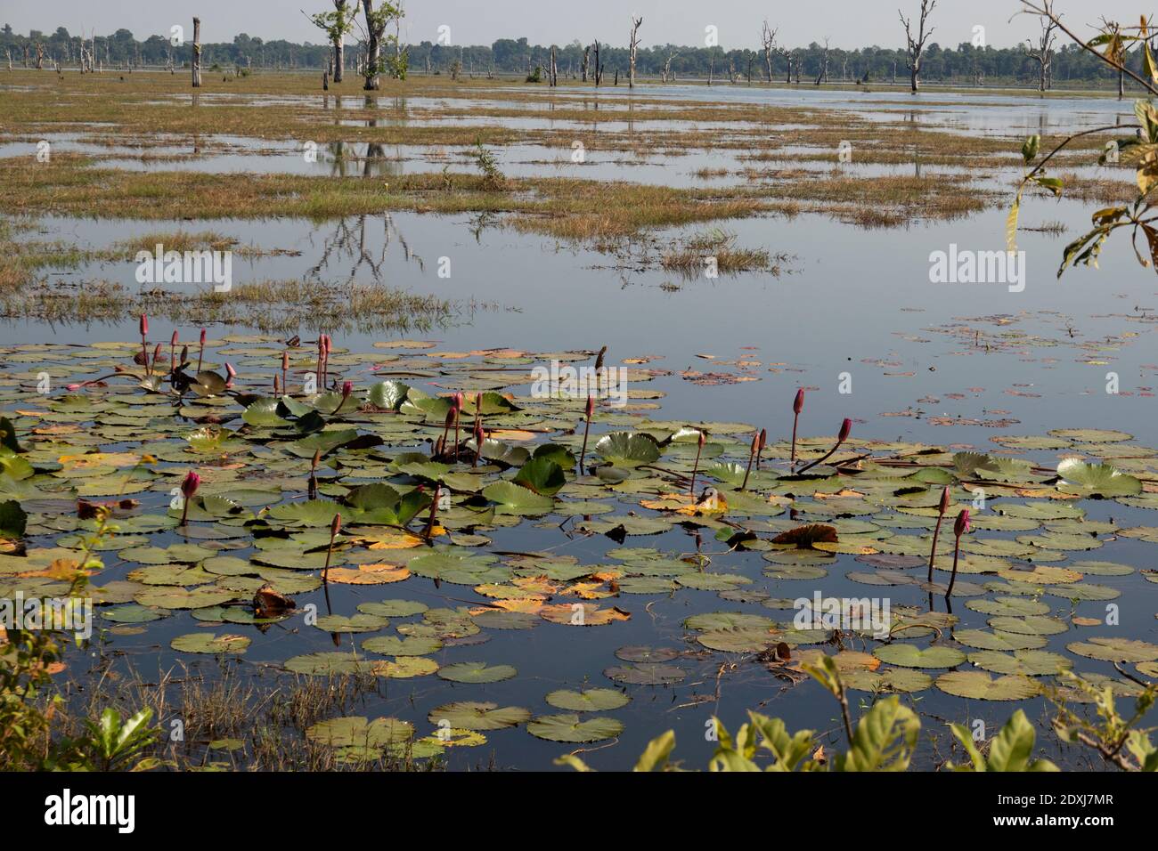 Nénuphars flottant sur la rivière près du temple Neak Pean Banque D'Images