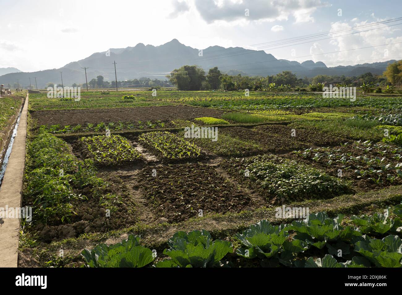 Jardins potagers communautaires au Vietnam Banque D'Images