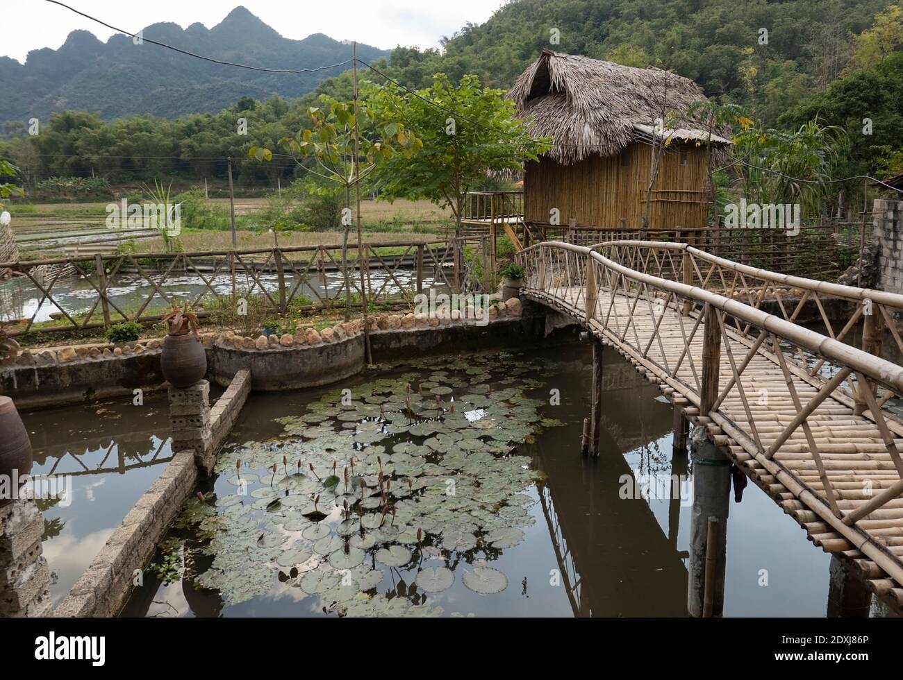 Pont en bambou au-dessus d'un étang avec des nénuphars Banque D'Images
