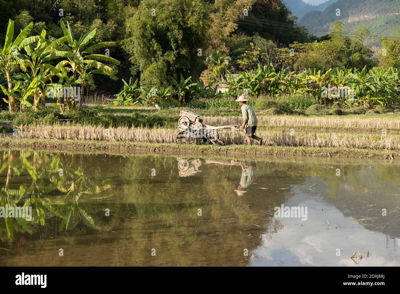 Un homme labourant un paddy de riz Banque D'Images