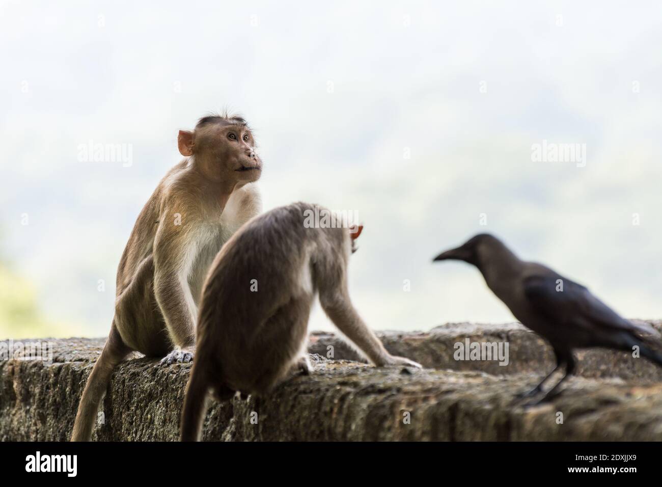 Un singe indien mâle et femelle (macaques indiens, macaques de capot) et fond de corbeau noir Banque D'Images