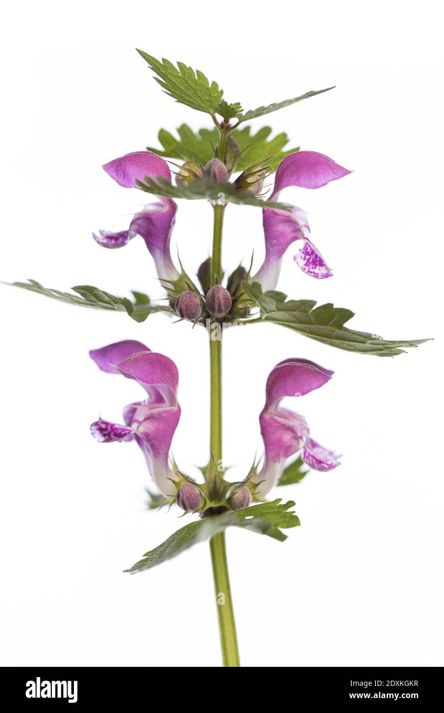 l'ortie morte tachetée (Lamium maculatum) est isolée sur fond blanc Banque D'Images
