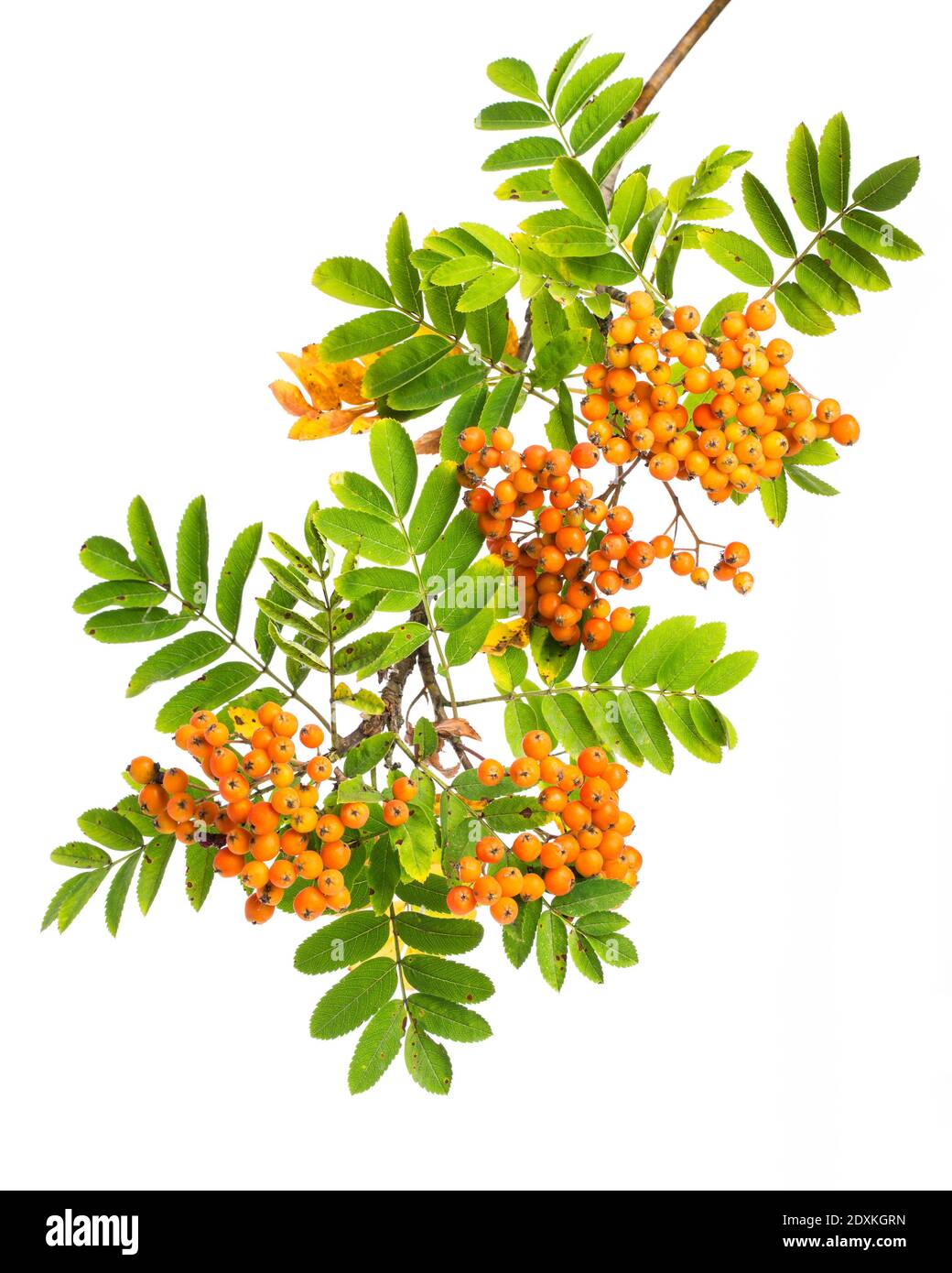 plantes curatives : cendres de montagne (sorbus aucuparia) - brindilles sur fond blanc Banque D'Images