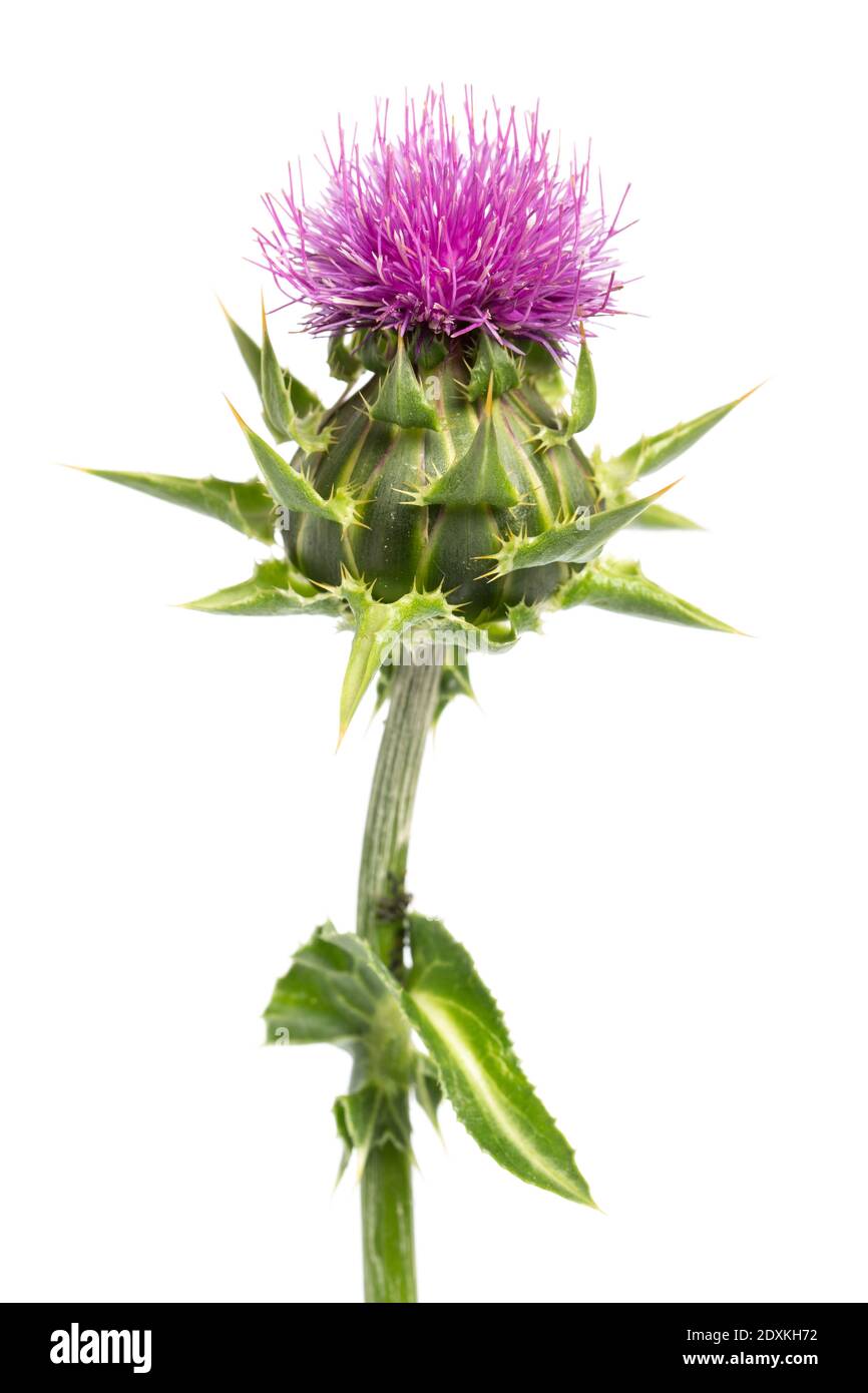 Plantes médicales: Chardon de lait (Silybum marianum) - gros plan Banque D'Images