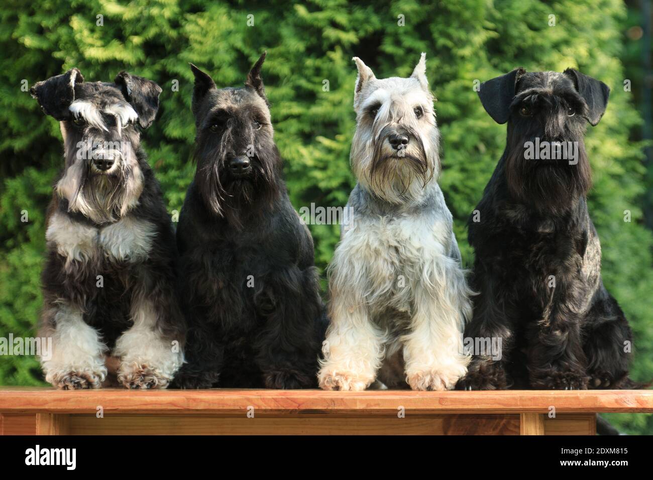Quatre chiens schnauzer miniatures sont assis à côté d'un banc l'été dans un chalet d'été à l'extérieur contre une verdure Banque D'Images